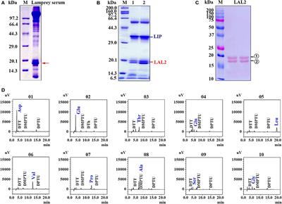 Molecular Evolution of Apolipoprotein Multigene Family and the Original Functional Properties of Serum Apolipoprotein (LAL2) in Lampetra japonica